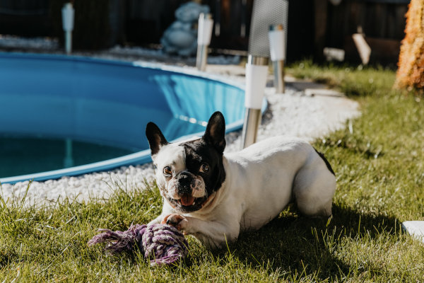 Gartendorf_Zirl_Foto_17_scaled Hund spielt neben dem Pool im Garten.